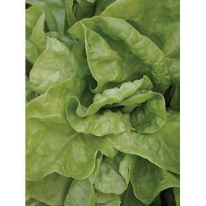 The Cooks Garden   Lettuce, Winter Marvel: Patio, Lawn 