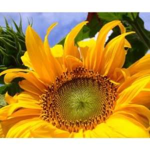  Sunshine Sunflower Mousepad