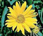 maximilian sunflower 50 flower seeds free seeds expedited shipping 