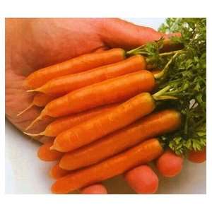  Carrot Little Finger Great Heirloom Vegetable 8,000 Seeds 
