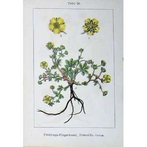  Flowers Sturms 1904 Potentilla Verna Cinerea Graues