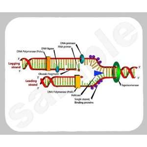  DNA Replication Mouse Pad