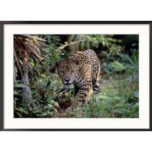  Jaguar Walking Through the Forest, Belize Framed 