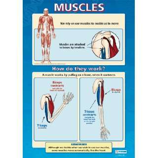 Muscles Chart