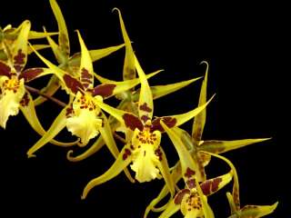   Yellow Star Golden Gambol Blooming Size Orchid Plant 4 Pot  