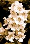 Northern Catalpa Tree, White Flowers, Great Shade, Nice  