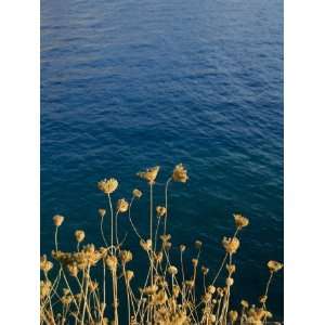  Seed Heads, Assos, Kefalonia (Cephalonia), Ionian Islands 