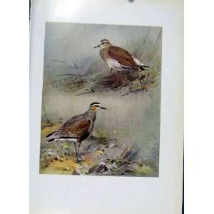  Sociable Plover Plumage Birds Fine Art Old Print C1957 