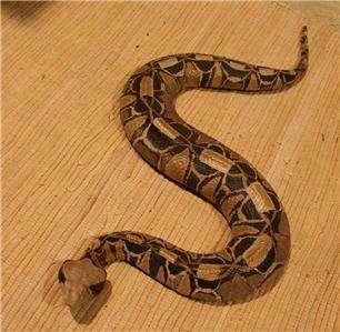 NEW XXL Gaboon Viper snake Replica Mount 36 inches  