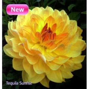  Tequila Sunrise Decorative Dahlia Tuber   NEW!: Patio 