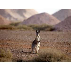  Kangaroo in Opal Mining Area in Coober Pedy in the South 