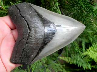 5a Serrated Megalodon fossil shark tooth OWN YOUR SERRATED MEGALODON 