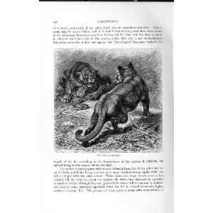    NATURAL HISTORY 1893 94 CARNIVORES PUMA CAT ANIMAL