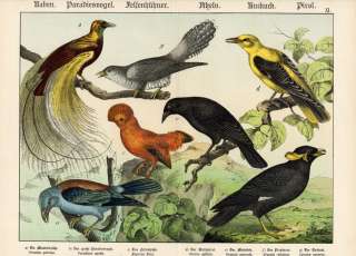 Antique Print BIRD OF PARADISE ORIOLE Schubert 1878  