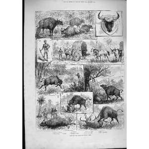   1887 HUNTING GAOUR INDIAN BISON SHIKAREE TIGER SPORT