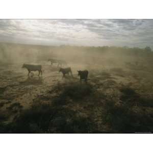  Santa Gertrudis Cattle Raise Dust Cloud When Mustered by a 