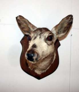 NICE FRENCH DEER HEAD MOUNTED ON WOODEN PLAQUE – TAXIDERMY  