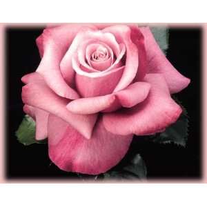  Barbra Streisand (Rosa Hybrid Tea)   Bare Root Rose: Patio 