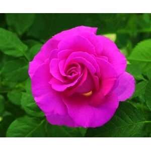  Gentle Giant (Rosa Hybrid Tea)   Bare Root Rose: Patio 
