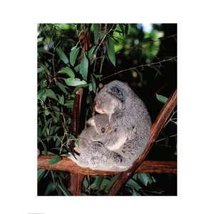  Koala hugging its young, Lone Pine Sanctuary, Brisbane 