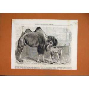    1864 Camel Baby Prince Wales Livery Stables Connor