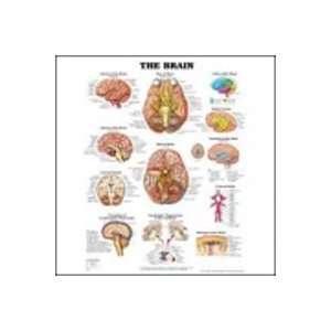  Anatomy of the Brain Chart 20 w x 26 h: Health & Personal 