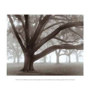   Oak Grove in Fog Finest LAMINATED Print William Guion 12x10 Home