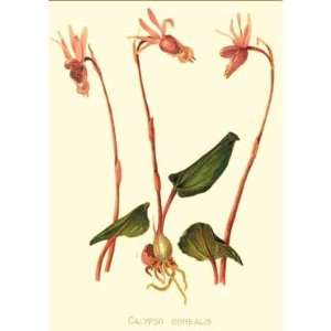  Botanical Native Orchid Print Calypso   Calypso borealis 