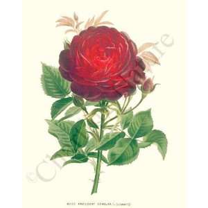  Botanical Red Rose Print: Rose President Senelar: Kitchen 