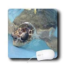    Florene Animals   Under Water Turtle   Mouse Pads Electronics