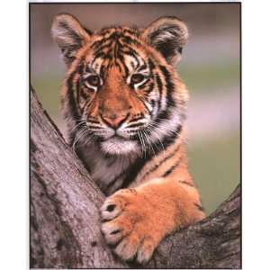  Tiger Cub on Tree in the Wild   Photography Poster   16 x 