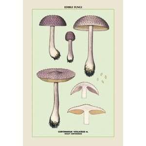  Edible Fungi Violet Cortinarius   12x18 Framed Print in 