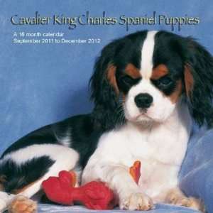  Cavalier King Charles Puppies 2012 Wall Calendar Office 