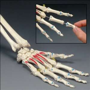  Life Size Painted Human Hand on Elastic Anatomy Model 