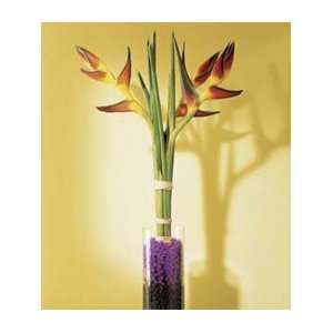  Exotic Heliconia Delight: Home & Kitchen