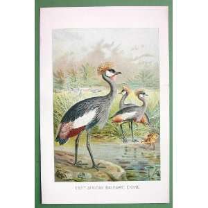  BIRDS East African Balearic Crane   Antique Print Color 