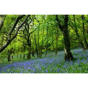  Spring Blue Forest Flowers Wall Murals