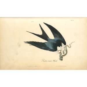   John James Audubon   24 x 14 inches   Swallow taile