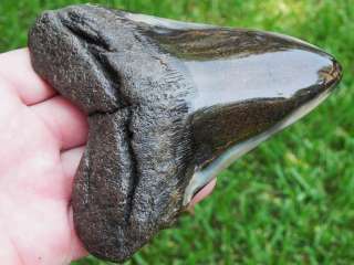 MEGALODON shark tooth teeth fossil MEGA WIDE MONSTER !!  