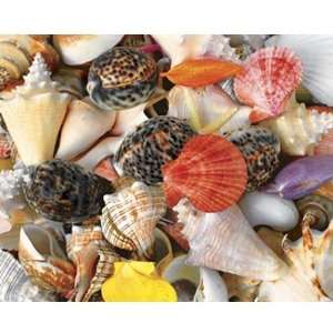  Seashells   1500 Pieces Jigsaw Puzzle by Springbok Toys 