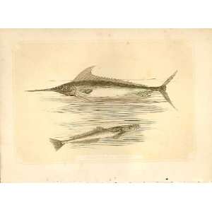   Fish & Remora 1860 Coloured Engraving Sepia Style