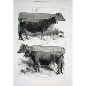  Prize Cows At Dairy Show Antique Print 1876