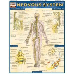     Inc. 9781572224988 Nervous System  Pack of 3