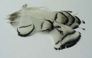Loose tippet feathers, 10 feathers per package.