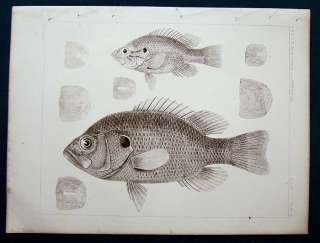 1859 Lithograph USPRR Exp & Survey Fish Plate 3  