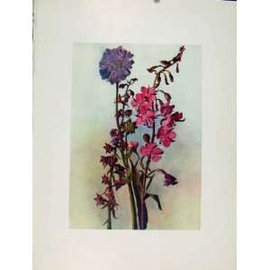   Epilobium Epipactus Sketch Flowers Plant Print