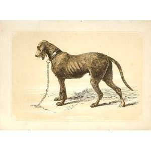   Blood Hound 1860 Coloured Engraving Sepia Style Dog