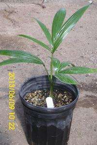   moorei Live Mayotte Island Palm Tree Fast Grower 1 Gallon  