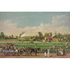 Vintage Americana Poster   A cotton plantation on the Mississippi 24 X 
