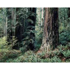  Redwood Forest Wall Mural